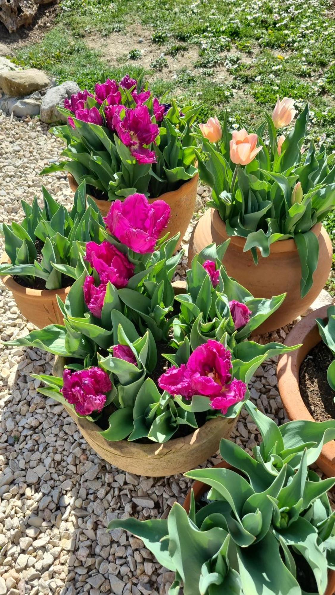 Mas Tulipe De Soie Bed and Breakfast Bevons Exteriör bild